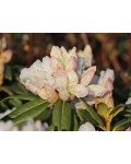 Квіти Rhododendron ’Dora Amateis’